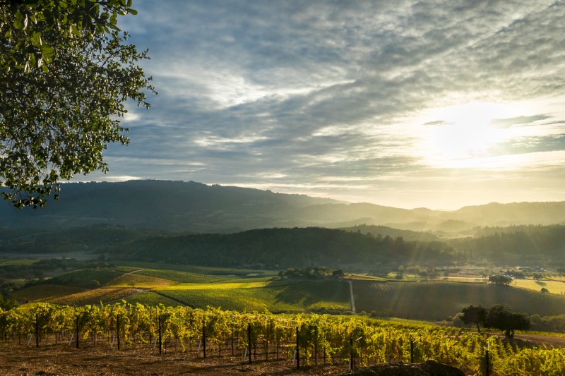 A scenic vineyard under a setting sun with rows of grapevines, rolling hills in the background, and a partly cloudy sky enhancing the landscape’s beauty.