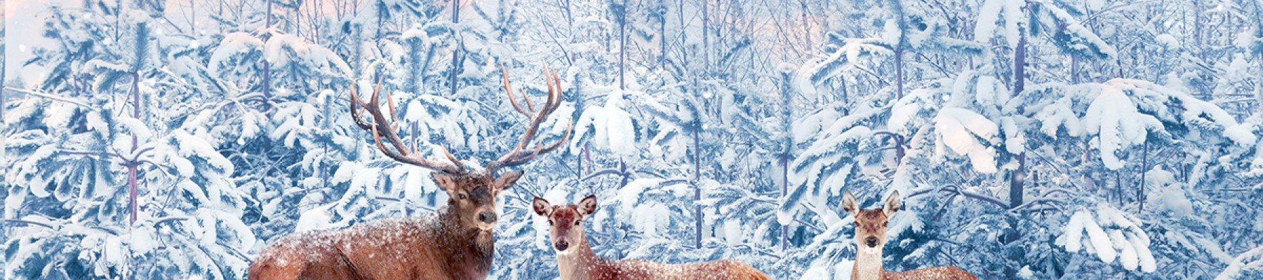 The image shows three deer standing in a snowy forest with snow-covered trees in the background and a colorful, cloudy sky above.