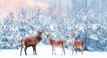 The image shows three deer standing in a snowy forest with snow-covered trees in the background and a colorful, cloudy sky above.