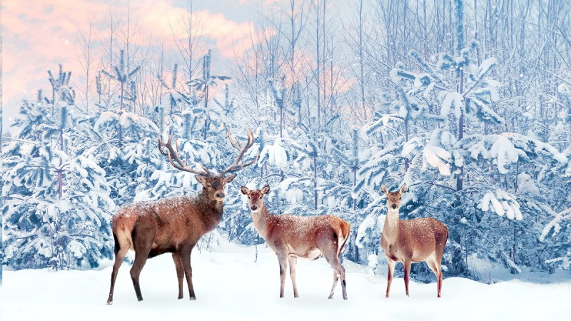 Three deer stand in a snowy forest with snow-covered trees and a pastel-colored sky in the background.