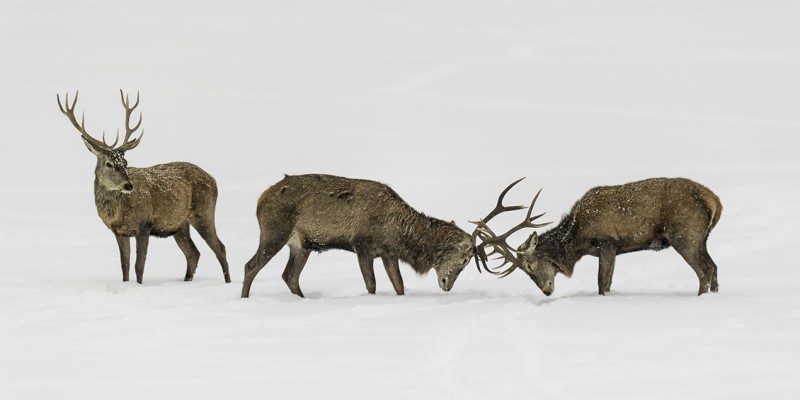 Three deer standing in the snow, with two of them locking antlers, possibly engaging in a fight or play.
