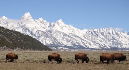 The image shows five bison grazing on a grassy plain with snow-covered mountains and a clear blue sky in the background.