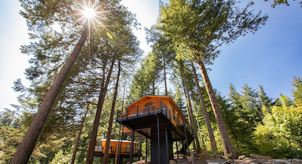 The image shows elevated cabins among tall trees in a forested area, with sunlight shining through the foliage.