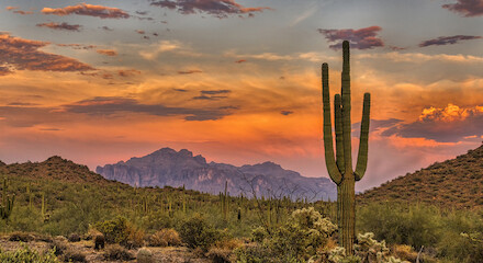 This image shows a desert landscape with cacti, shrubs, mountains in the distance, and a vibrant sunset sky.