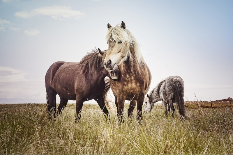 Three horses stand in a grassy field; two are close together, and one is grazing in the background under a clear sky.