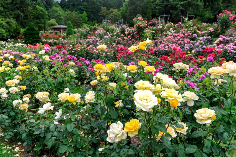 A lush garden with a colorful variety of blooming roses in shades of yellow, pink, and red, surrounded by green foliage.