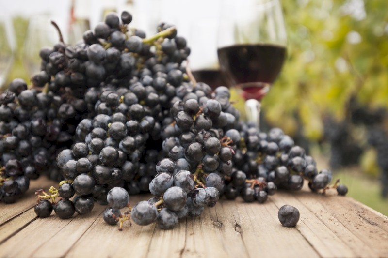 A wooden table with bunches of grapes and two glasses of red wine, likely in a vineyard setting, with a blurred background.