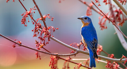 A bluebird is perched on a branch of a tree adorned with red blossoms, against a softly blurred background.