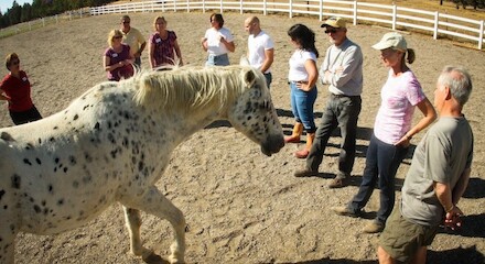 A group of people stand in a semi-circle around a spotted horse in a fenced outdoor area, observing and interacting with it.