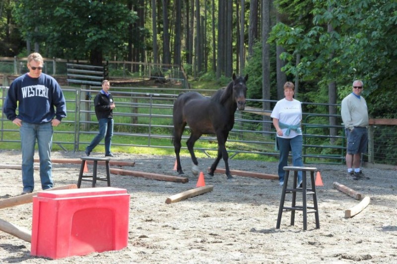 A black horse walks through an obstacle course in a fenced area, with four people standing around observing.