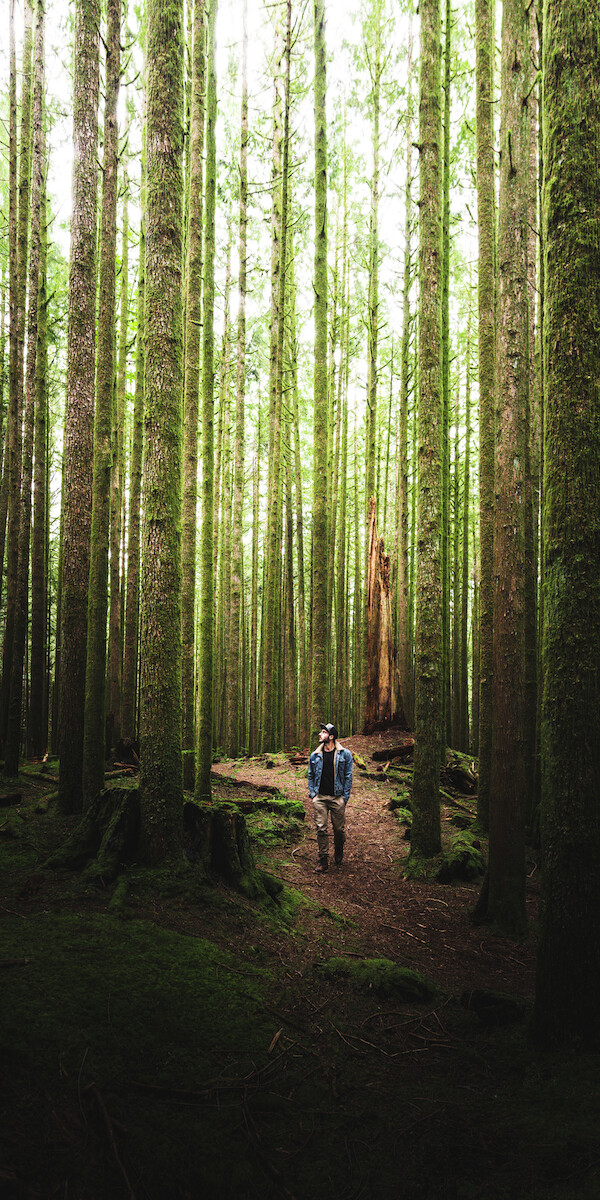 Un bosque denso con árboles altos y rectos y una persona caminando por un sendero estrecho y sinuoso en el centro, rodeado de exuberante vegetación.