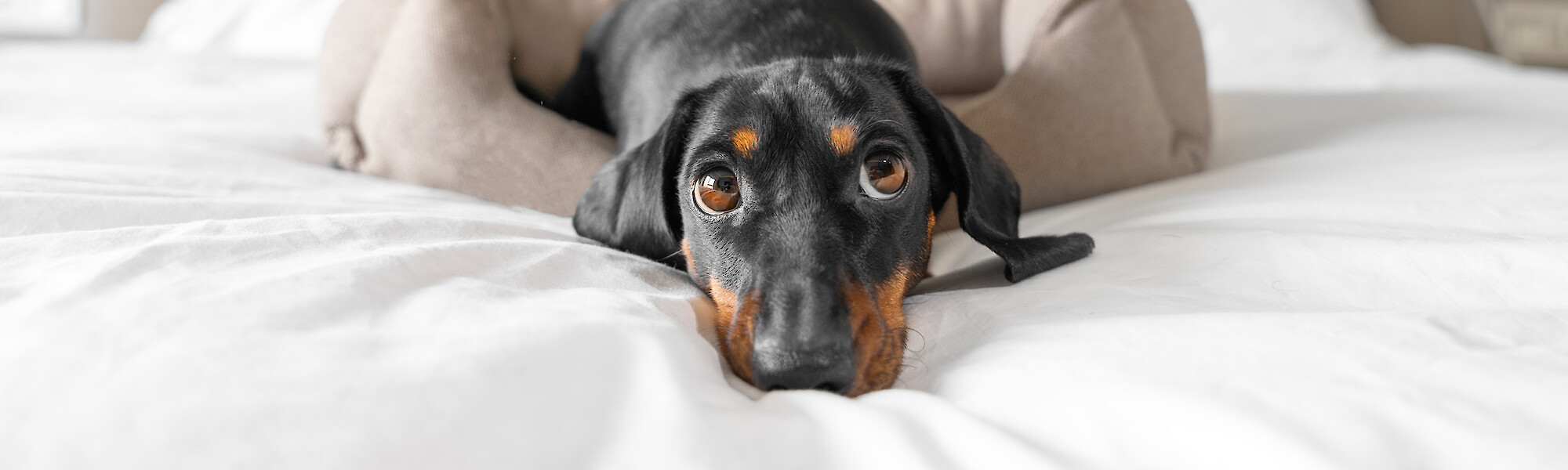 A small black and tan dog is lying on a bed with white sheets, resting its head on a pillow and looking directly at the camera.