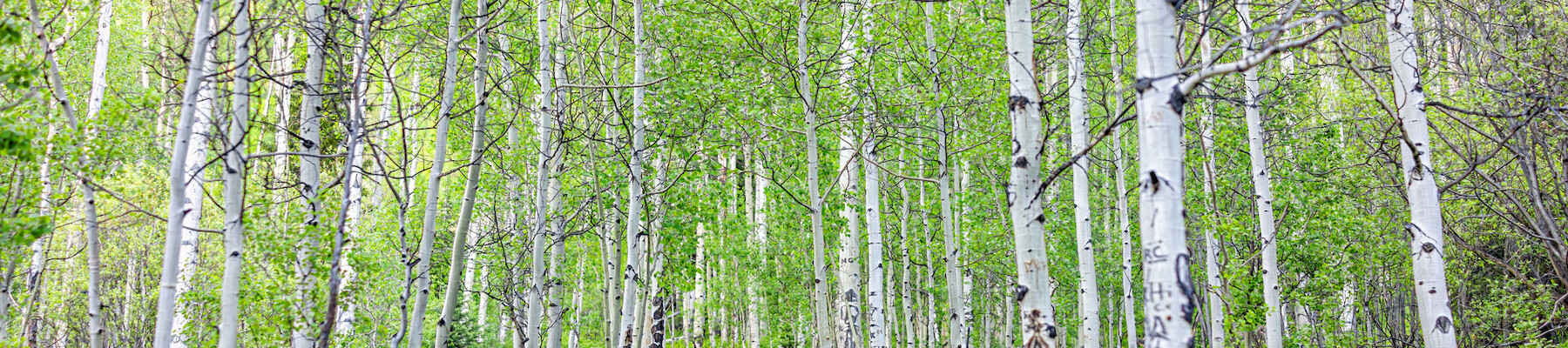 A person is hiking on a trail through a forest filled with tall, slender trees. The person is wearing a backpack and hat.