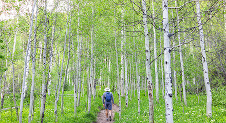 A person is hiking on a trail through a forest filled with tall, slender trees. The person is wearing a backpack and hat.