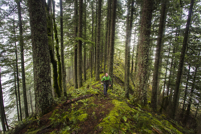 A person is hiking through a dense, mossy forest with tall trees, wearing a green jacket and carrying a backpack.