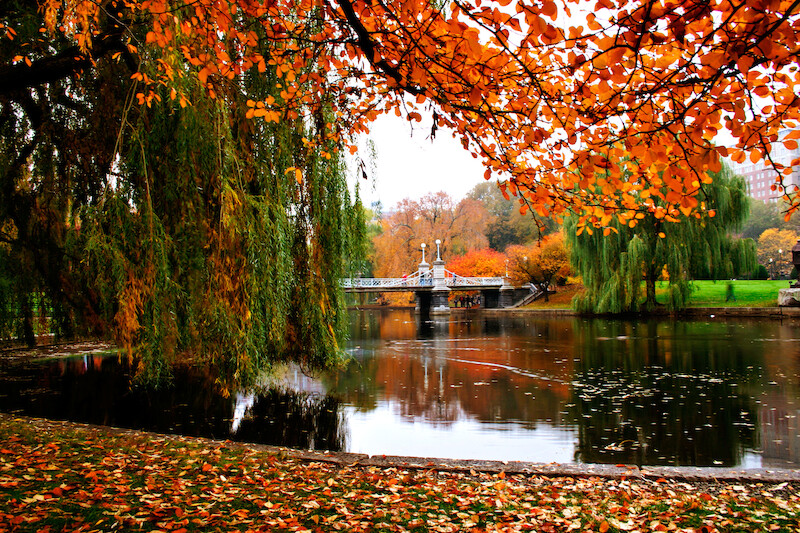 Autumn scene of a park with colorful foliage, a calm pond, and a bridge in the background. Leaves blanket the ground along the water’s edge.