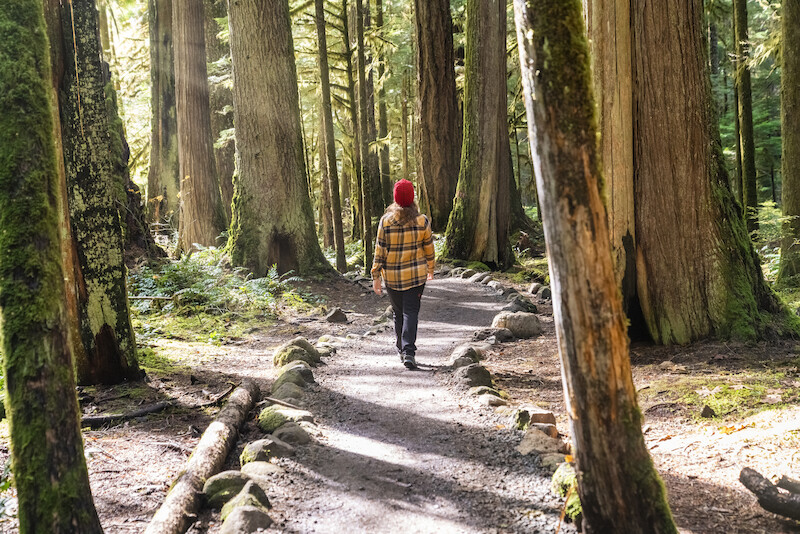 A person in a red hat and plaid jacket walks along a forest path surrounded by tall trees and sunlight streaming through, creating a serene scene.